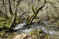 Vernal water stream of Nebrodi Park, Sicily