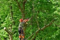 Verneuil sur Seine; France - june 22 2020 : a gardener is pruning a tree