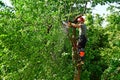 Verneuil sur Seine; France - june 22 2020 : a gardener is pruning a tree