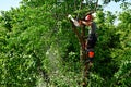 Verneuil sur Seine; France - june 22 2020 : a gardener is pruning a tree