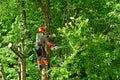 Verneuil sur Seine; France - june 22 2020 : a gardener is pruning a tree