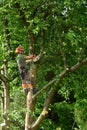 Verneuil sur Seine; France - june 22 2020 : a gardener is pruning a tree