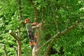 Verneuil sur Seine; France - june 22 2020 : a gardener is pruning a tree