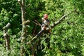 Verneuil sur Seine; France - june 22 2020 : a gardener is pruning a tree