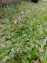 Vernonia cinerea Plant.Little Ironweed Ayurvedic medical plant. Monarakudumbiya plant.