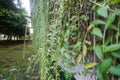 Vernonia creeper plant with green leaves portrait