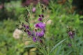 Vernonia crinita. Violet flower in the garden. Royalty Free Stock Photo