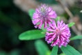 Vernonia novaboracencis_New York ironweed