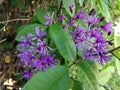 Vernonia (Ironweed) Plant Blossoming in Bright Sunlight in Woods.