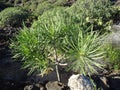 Kleinia neriifolia plant. Tenerife Island. Spain