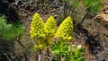 Verode or Kleinia neriifolia in bloom, endemic plant of the Canary Islands, yellow flowers