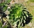 Verode or Kleinia neriifolia plant isolated close-up, endemic plant of the Canary Islands