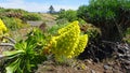 Verode or Kleinia neriifolia yellow flowers, endemic plant of the Canary Islands