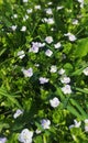 Veronica alpine close-up. White and purple flowers that grow in mountainous areas. Nature of Transcarpathia, Ukraine. Blue-hued Royalty Free Stock Photo