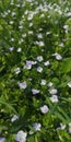 Veronica alpine close-up. White and purple flowers that grow in mountainous areas. Nature of Transcarpathia, Ukraine. Blue-hued Royalty Free Stock Photo
