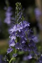 Veronica austriaca subsp. teucrium Royal Blue flower Royalty Free Stock Photo