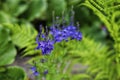 Veronica austriaca, teucrium commonly known as broadleaf speedwell in garden.