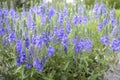 Veronica austriach bright blue flowers