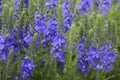 Veronica austriach bright blue flowers