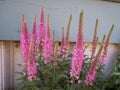 Veronica blooms in the garden flowerbed