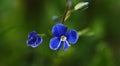 Veronica Chamaedrys flower Royalty Free Stock Photo