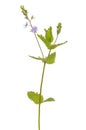 Veronica chamaedrys flower