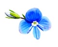 Veronica chamaedrys flower isolated on white background. Blue and green bloom and flower bud.