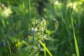 Morning sunlight on the young fleecy buds of Germander speedwell or Veronica chamaedrys close up.