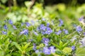Veronica chamaedrys - small spring blue weed