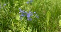 Veronica chamaedrys, or speedwell, - medical plant used as blood purifier and vulnerary - wild medical