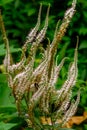 Veronica exalted bush in the ripening stage