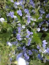 Veronica Field. blue and purple blooming forest and meadow flowers