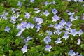 Veronica filiformis is blooming. Spring wild meadow in mountains. Many blue alpine flowers and green grass on a glade in Royalty Free Stock Photo