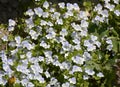 Veronica filiformis blooms in the wild Royalty Free Stock Photo