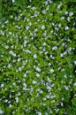 Veronica filiformis blooms in the wild Royalty Free Stock Photo