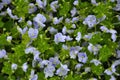 Veronica filiformis blooms in the wild Royalty Free Stock Photo