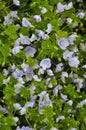 Veronica filiformis blooms in the wild Royalty Free Stock Photo