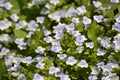 Veronica filiformis blooms in the wild