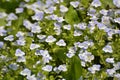Veronica filiformis blooms in the wild Royalty Free Stock Photo