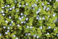 Veronica filiformis blooms in the wild Royalty Free Stock Photo