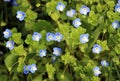 Veronica filiformis blooms in the wild Royalty Free Stock Photo