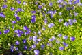 Veronica filiformis (Faden-Ehrenpreis) Royalty Free Stock Photo