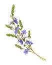 Veronica foloformis flowers wave arrangement