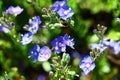 Veronica fruticans plant in bloom Royalty Free Stock Photo