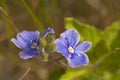 Veronica germander Royalty Free Stock Photo