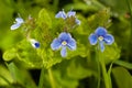 Veronica germander Royalty Free Stock Photo