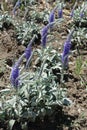 Veronica incana in bloom in May Royalty Free Stock Photo