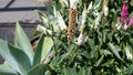 Veronica longifolia First Lady white, Tall speedwell