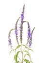 Veronica longifolia L., clump speedwell Royalty Free Stock Photo