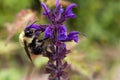 Veronica Longifolia Marietta attracts bumble bees with its vivid colors and irresistable scent Royalty Free Stock Photo